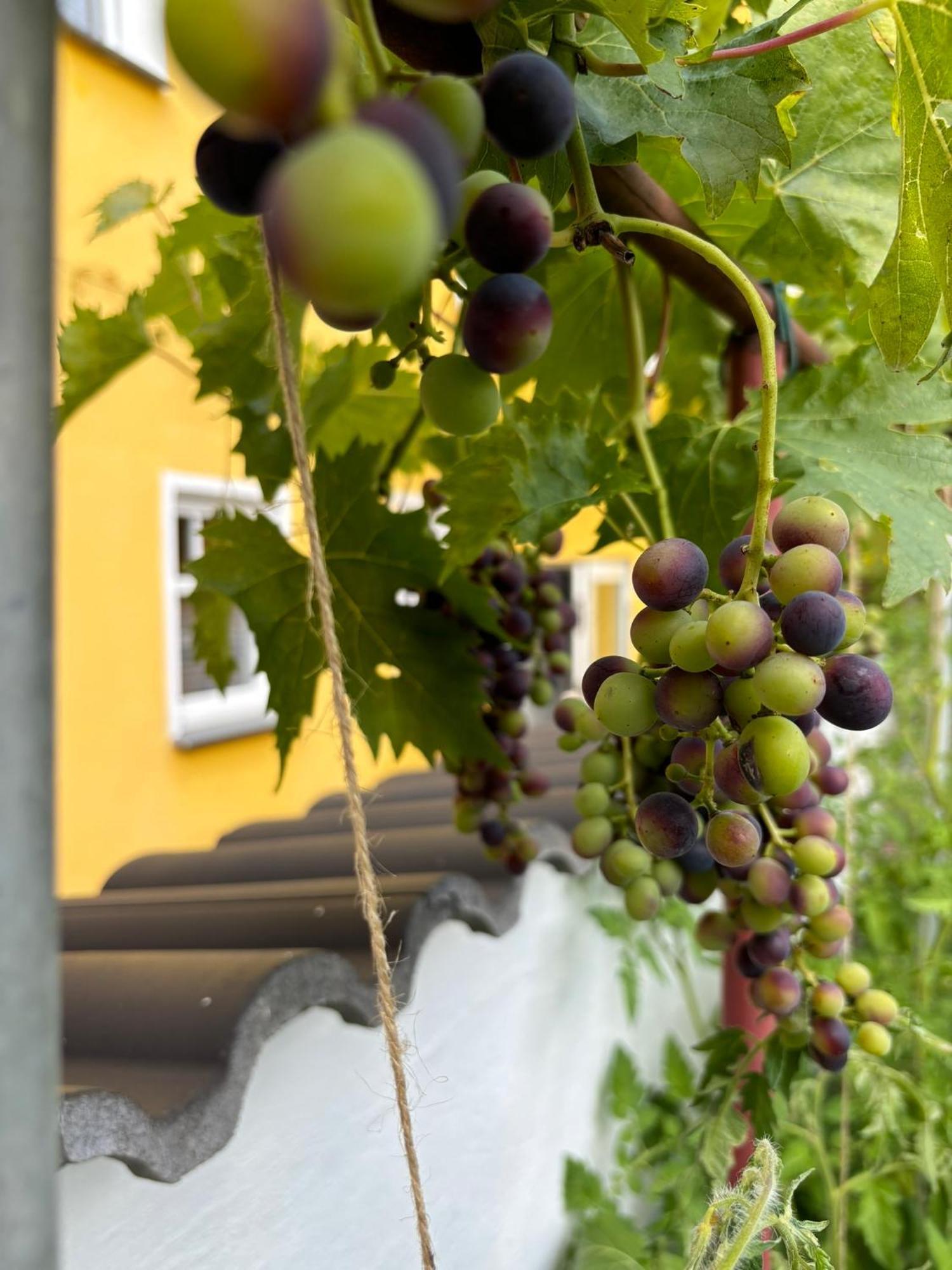 Haus Rheinleben Apartment Boppard Exterior foto